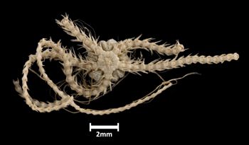 Media type: image;   Invertebrate Zoology OPH-3230 Aspect: ventral